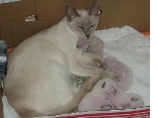 MABELEKITTENS.jpg (18840 bytes)